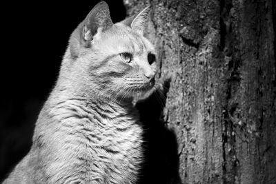 Close-up of a cat looking away