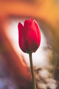 Close-up of red tulip