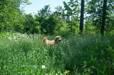 Goldendoodle standing on grassy field