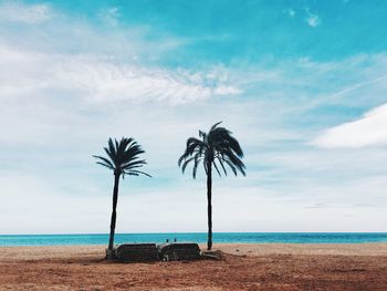 Palm trees on beach against sky