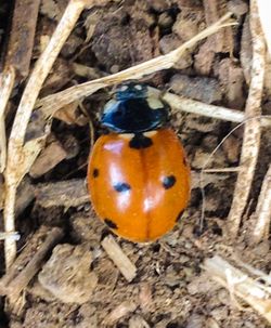 Close-up of ladybug on branch
