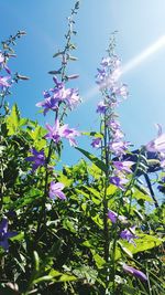 Low angle view of purple flowers blooming on tree