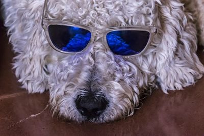 Close-up portrait of a dog