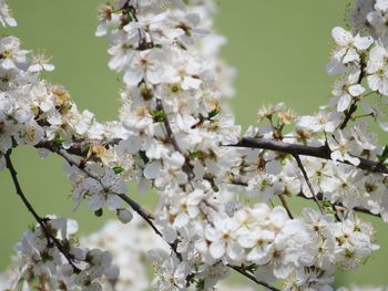 Close-up of white cherry blossom tree