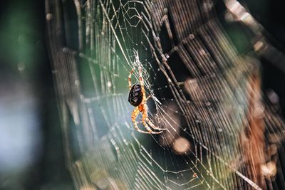 Close-up of spider on web