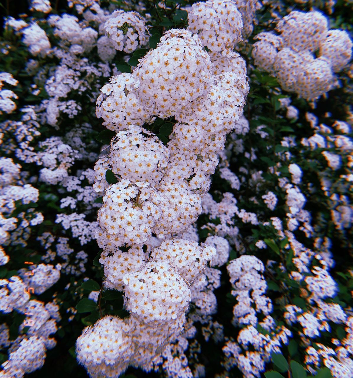 CLOSE-UP OF CORAL PLANT