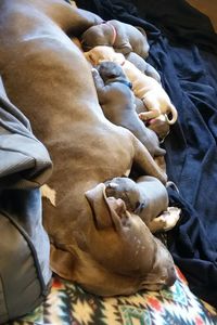 High angle view of dog sleeping on bed