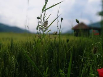 Close-up of wheat growing on field against sky