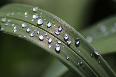 Close-up of water drops on leaf