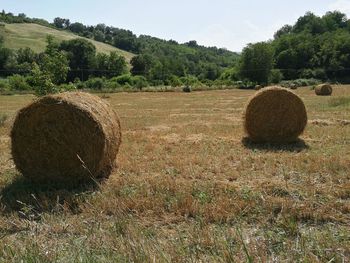 Scenic view of grassy field against sky