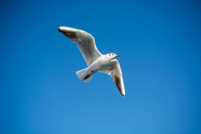 Low angle view of seagull flying