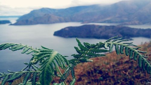 Close-up of leaves growing in sea