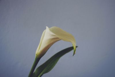 Close-up of yellow flowers