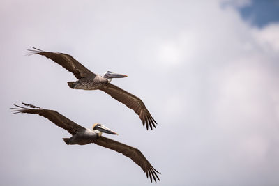 Brown pelican bird pelecanus occidentalis flying and swimming around barefoot beach