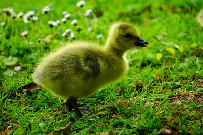 Close-up of a bird on field