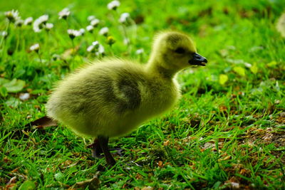 Close-up of a bird on field