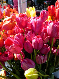 Close-up of tulips