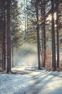 Sunlight streaming through trees in forest during winter