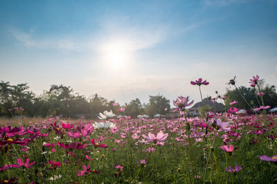 Pink cosmos flowers on field against sky