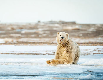 Close-up of a bear