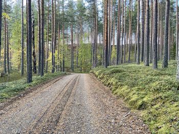 Dirt road amidst trees in forest