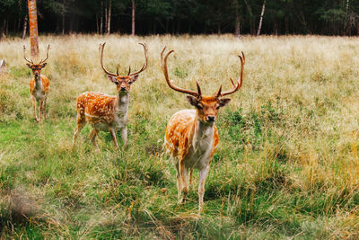 Portrait of deer standing on field