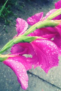 Close-up of pink flowers