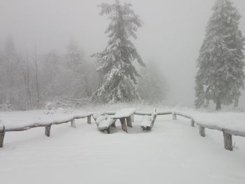 Snow covered trees