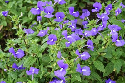 Close-up of purple flowers blooming outdoors