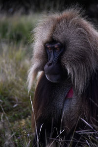 Close-up portrait of a monkey