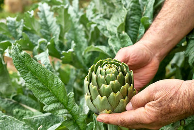 Artichoke plant in spring garden. hands of man holding ripe artichoke. seasonal healthy eating. 