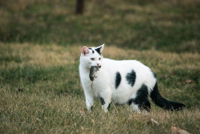 Cat sitting on grassy field