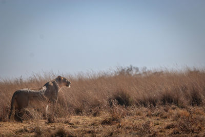 Horses in a field