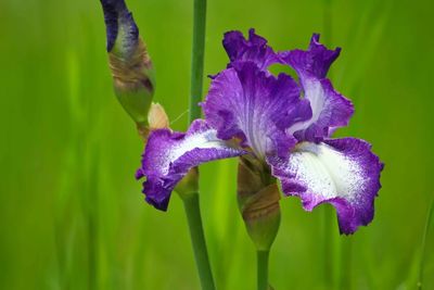 Close-up of purple iris