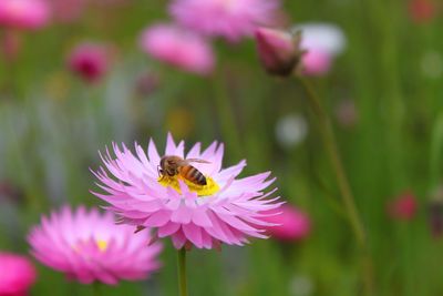 Close-up of bee pollinating on pink flower