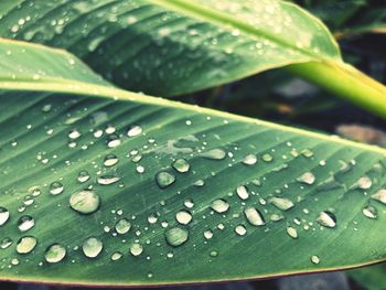 Close-up of raindrops on leaves