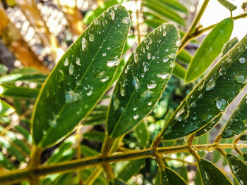Close-up of wet plant leaves during rainy season