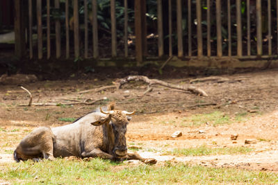 View of lion relaxing on field
