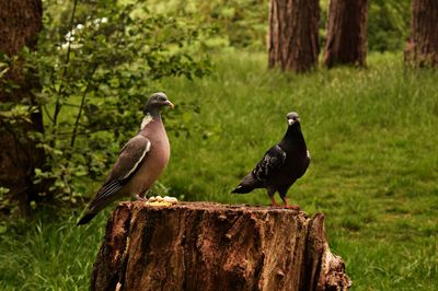 Flock of birds perching on wood