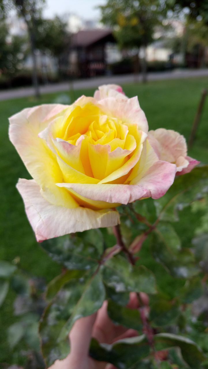 flower, petal, nature, fragility, flower head, yellow, rose - flower, beauty in nature, growth, outdoors, freshness, close-up, plant, focus on foreground, no people, blooming, day