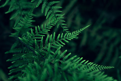 Close-up of pine tree