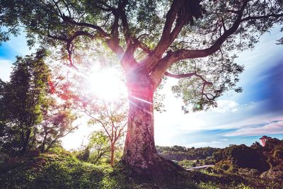 Low angle view of sunlight streaming through tree in forest