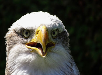 Close-up of bald eagle 