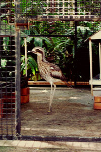 View of bird in zoo