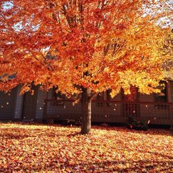 Autumn leaves on tree