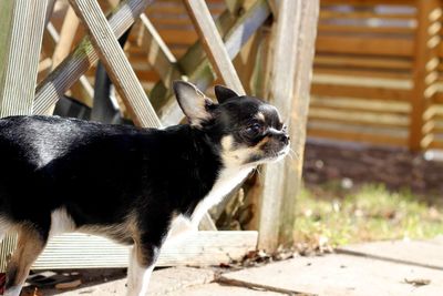 Portrait of dog