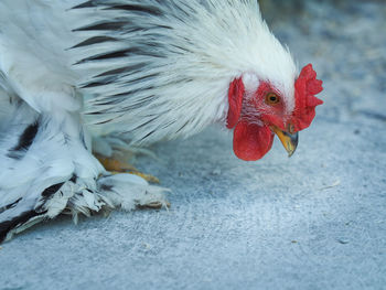 Close-up of hen on floor