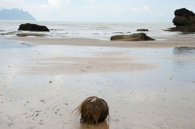 Rear view of driftwood on beach