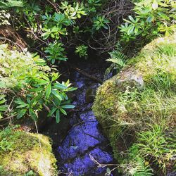 High angle view of moss growing on plant