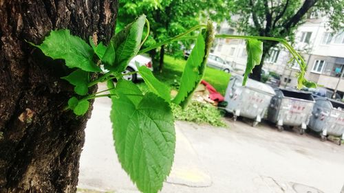 Plants growing on a tree